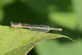 Ceriagrion tenellum